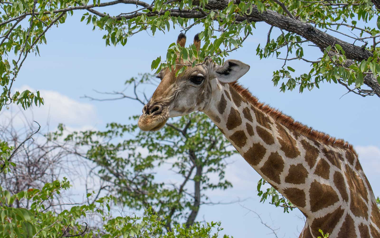 buschmann selfdrive 210