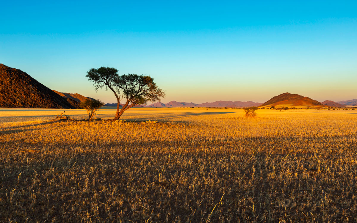 Yellow dry grass at sunrise in Namib Desert Namibia